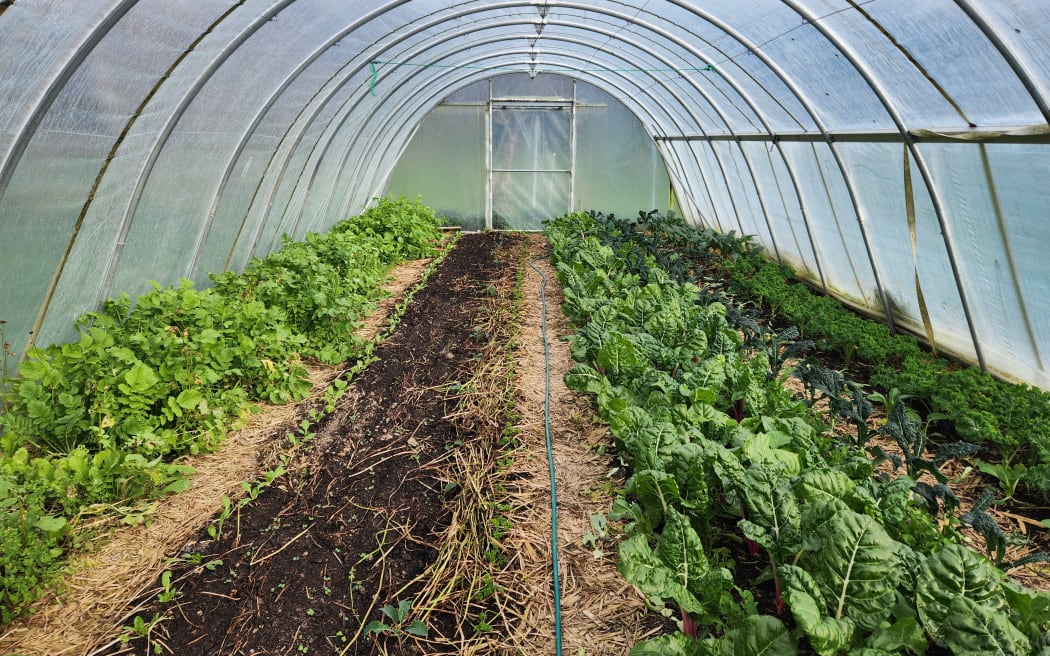 Crooked Vege is trialling planting systems to ensure cash flow, supply and healthy soil