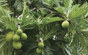 Breadfruit