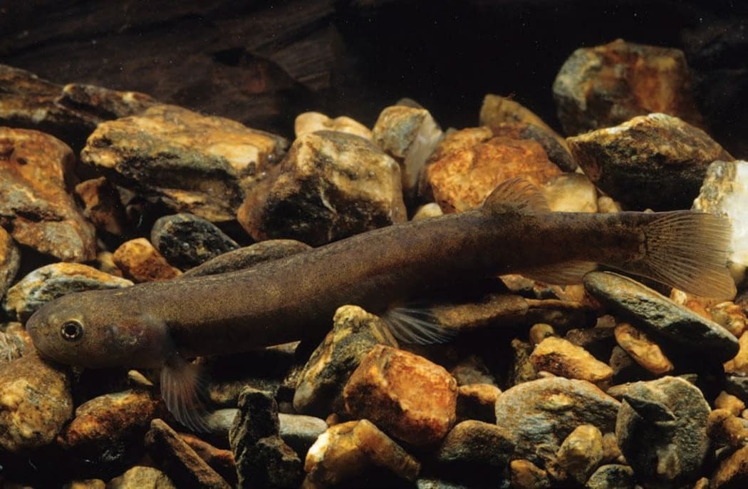 Clutha flathead galaxias