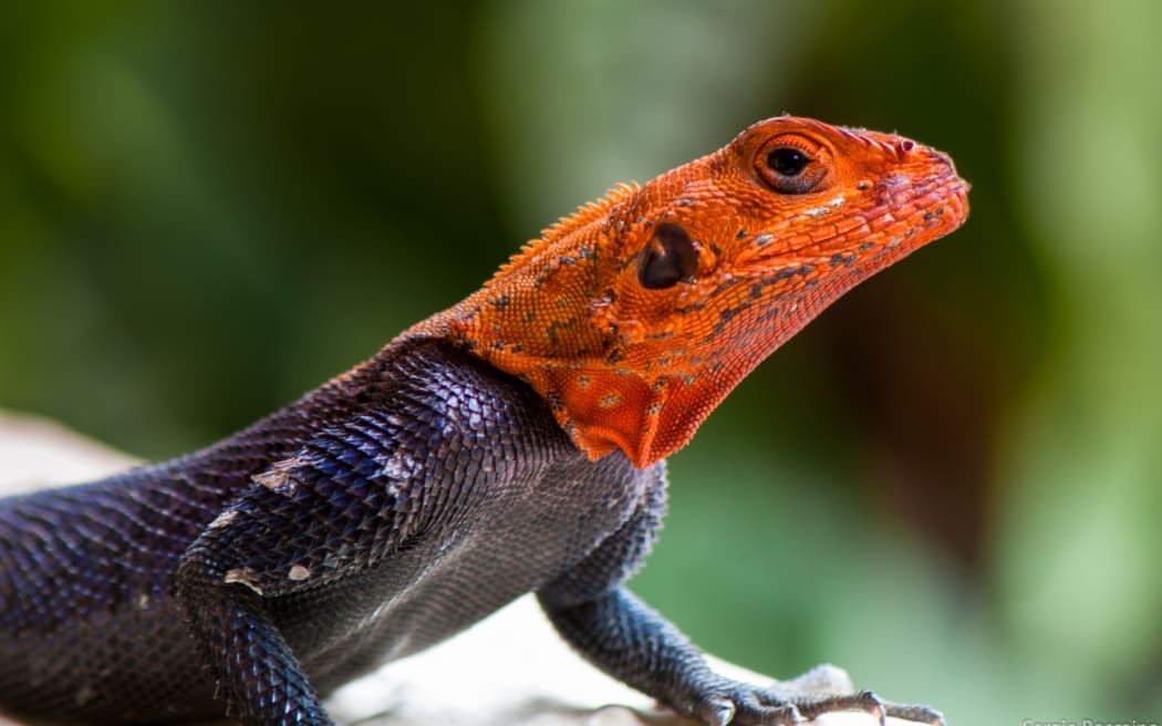 The common agama, red-headed rock agama, or rainbow agama (Agama agama) is a species of lizard from the Agamidae family found in most of sub-Saharan Africa.