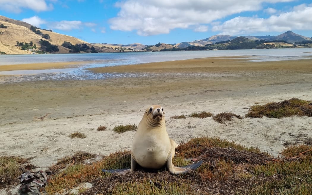 A female sea lion in an inlet on Otago Peninsula.