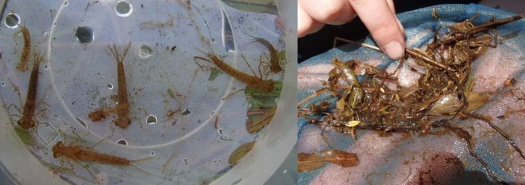 Damselfly larvae in a small pottle of water, and a net full of rotting plants and larvae