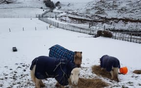 Snow in Mamaku