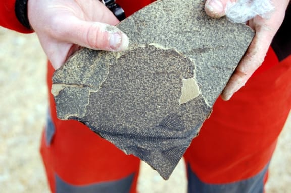 A fossil fish from Foulden Maar.