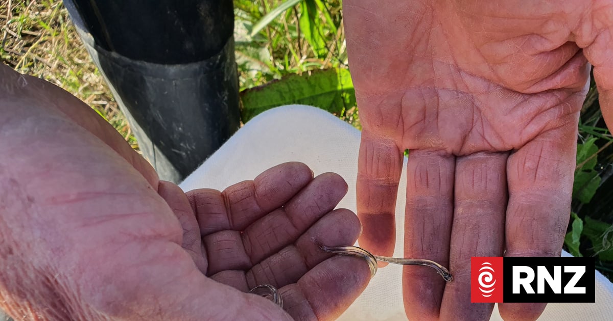 Genetic switch helps land-locked whitebait adapt