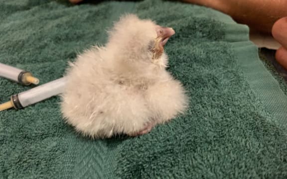 A very young kākāpō chick at Whenua Hou / Codfish Island.