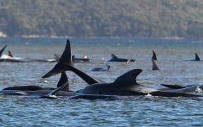 A pod of whales stranded on a sandbar in Macquarie Harbour on the rugged west coast of Tasmania.