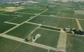 Marlborough vineyards