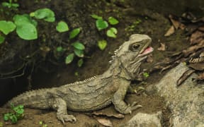 Tuatara
