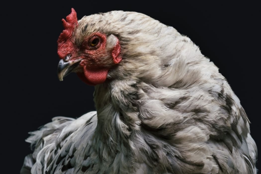 Chicken