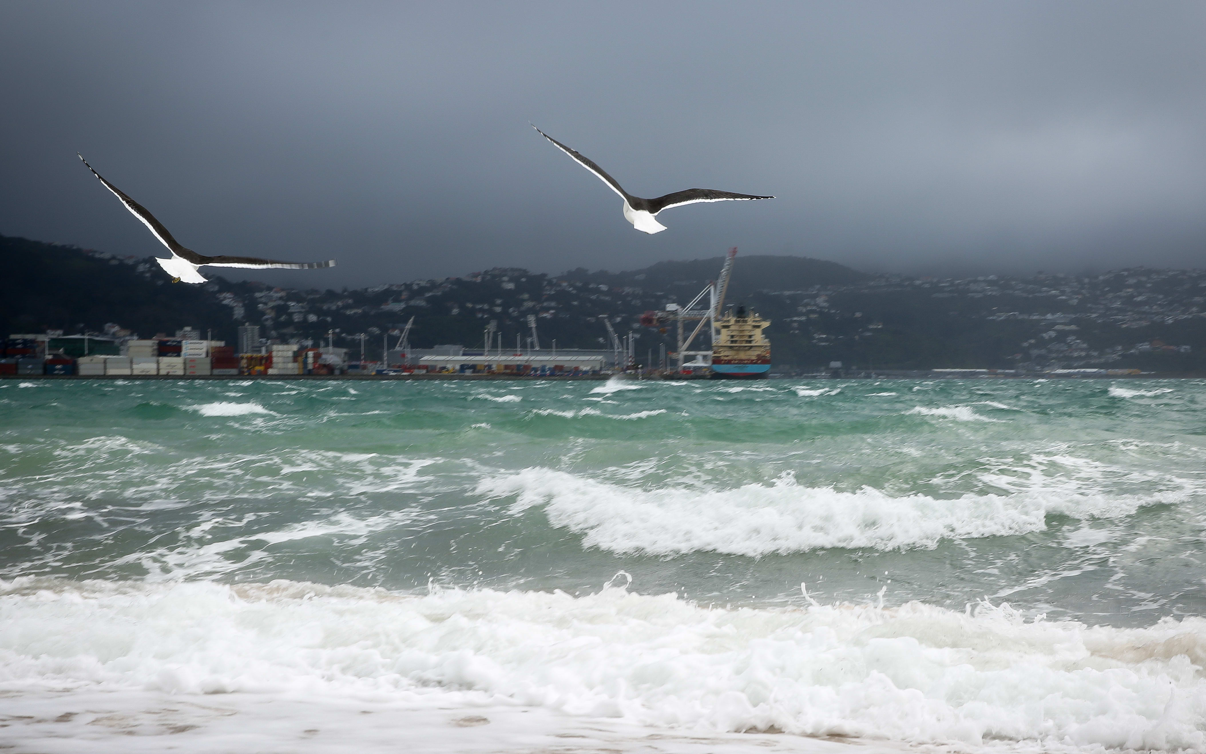 Seagulls making the most of the strong winds blowing into Oriental Parade.