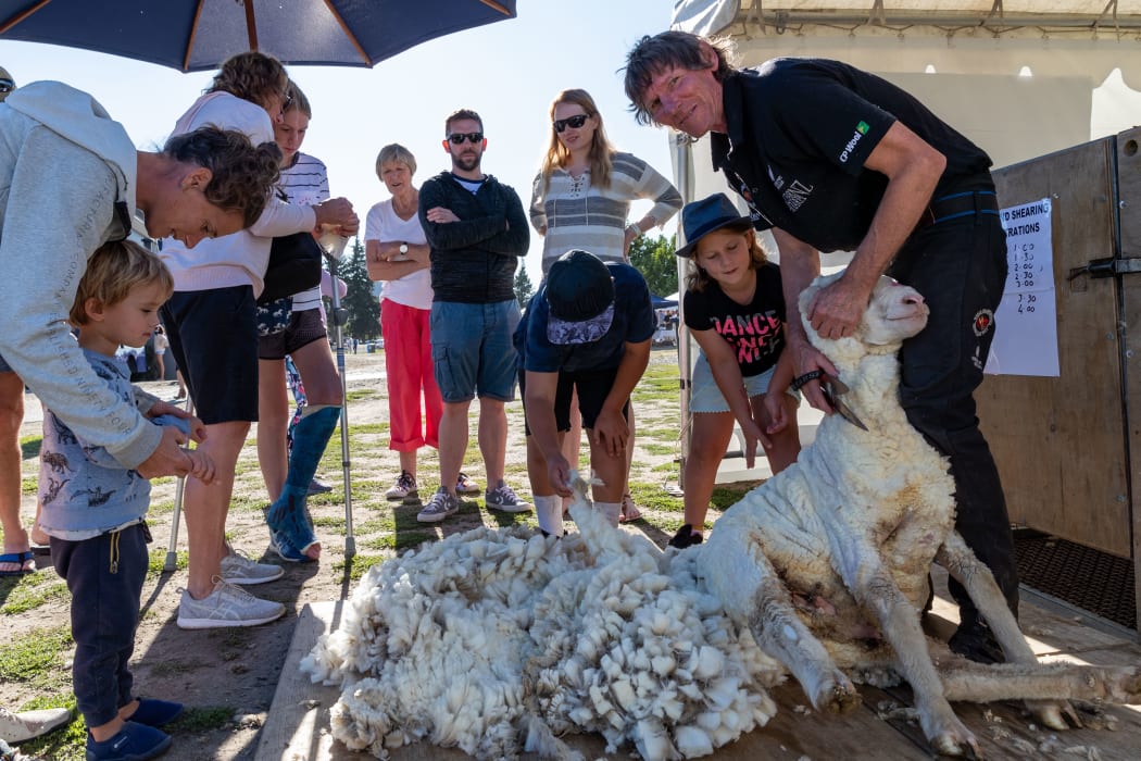 A sheep shearing demonstration at the Wanaka A&P Show