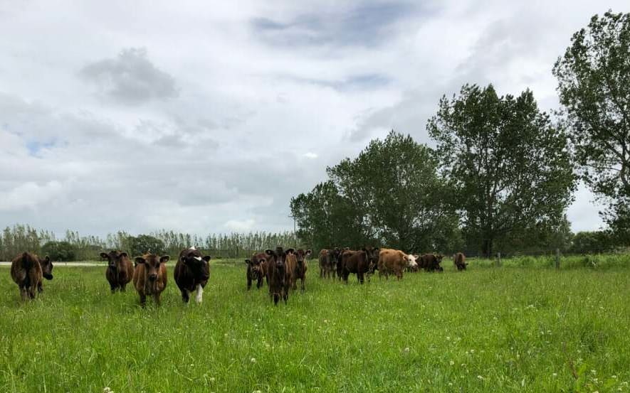 Mike Bodle found their wagyu calves trying to swim to safety.