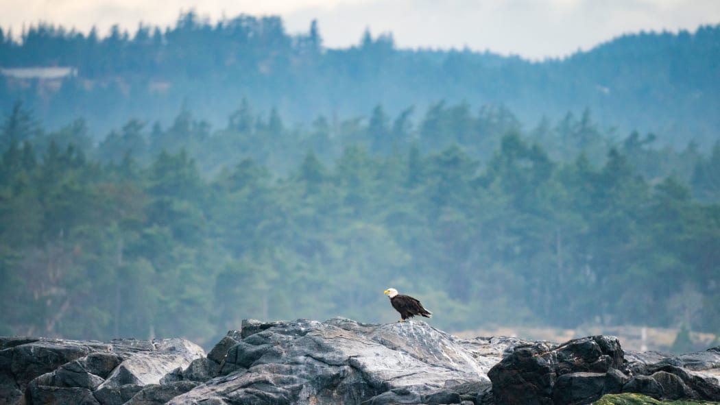 A bald eagle, on Vancouver Island, Canada.