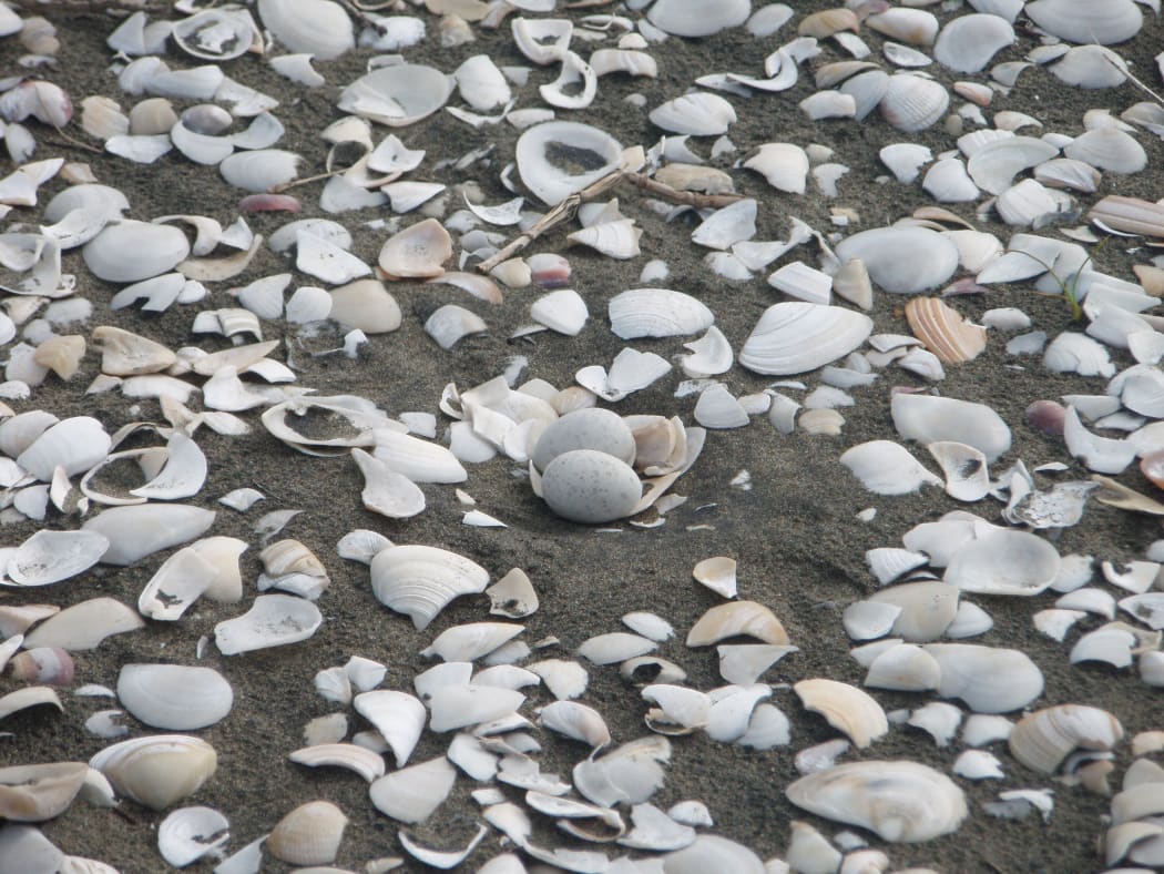 Fairy tern eggs in a nest