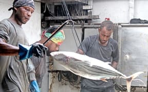 Crew work the fish in the hold of the purse seiner Mathawmarfach during a transshipment operation in Majuro lagoon in 2024. The vessel carries the FSM flag.