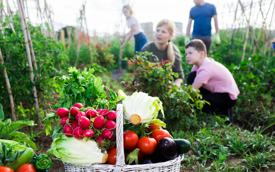 Freshly picked vegetables and greens in wicker basket in garden on background with working adults and children. Successful family gardening concept
