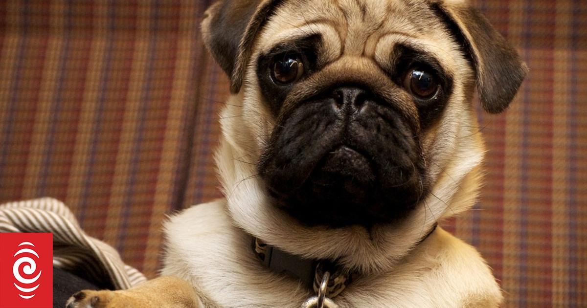 Pug life store clearance complaints