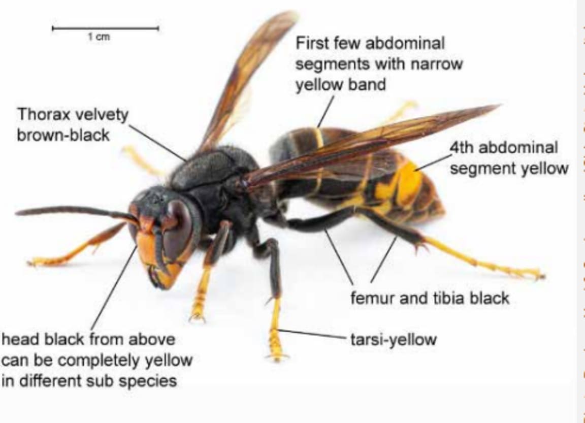 Yellow-legged hornets (Vespa velutina) have recently been sighted in the Auckland region. MPI have put out advisories after a queen was found on 17 October 2025.