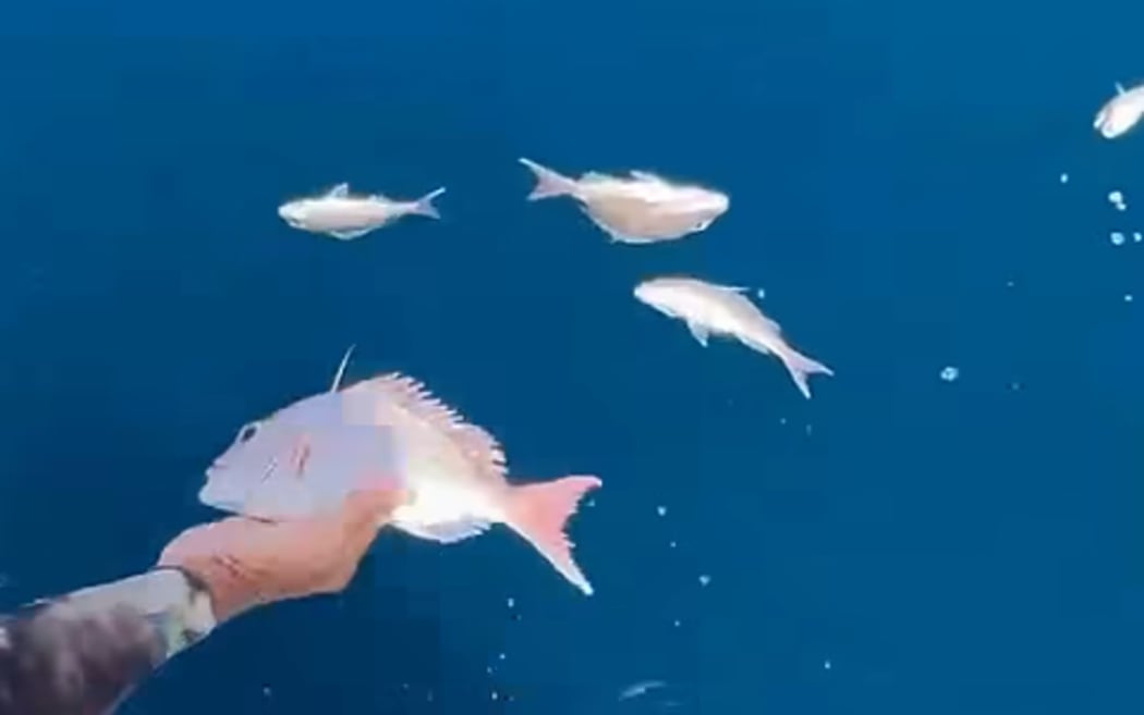 Small snapper found floating in the Hauraki Gulf on 5 January by a group out spear fishing off Great Barrier Island.