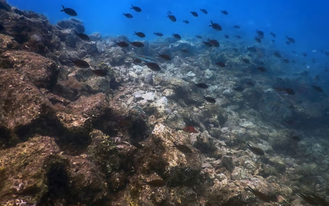 Sea Life Underwater Rocks Sunlight, Underwater Life, wildlife