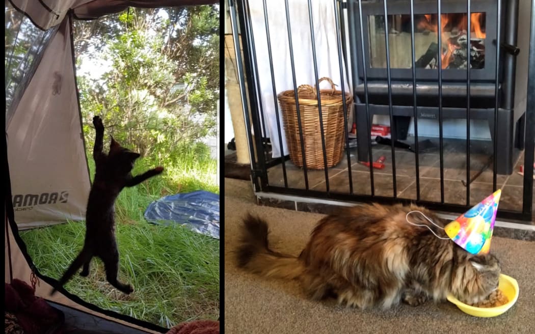 A composite image showing a cat climbing a tent fly on the left, and a cat with a birthday hat on in front of a fire on the right.