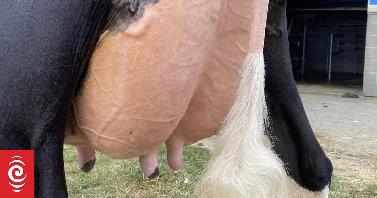 'She's got everything you want in a cow' - Vimarsana News