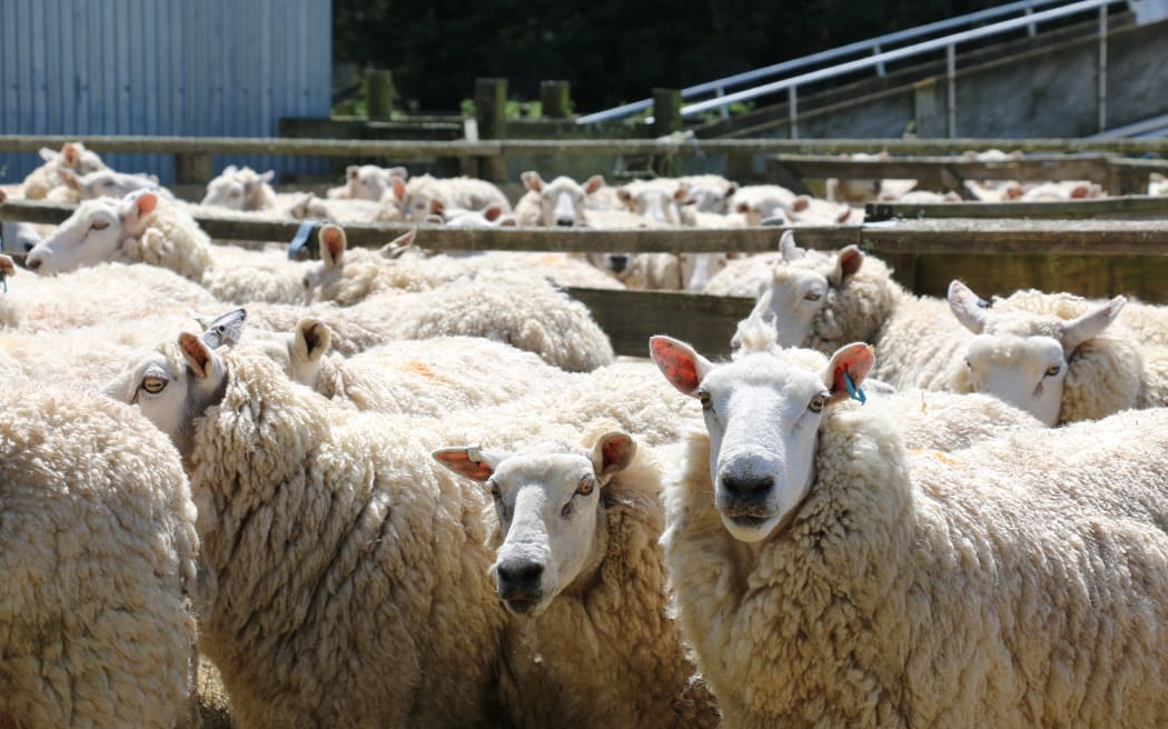 Dagging ewes