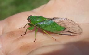 The April green cicada (Kikihia ochrina) has a very high-pitched call that children can hear, but most adults can't.