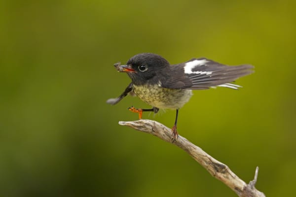Neale McLanachan's photograph submission to Tūhura Otago Museum competition, A Balanced Meal.