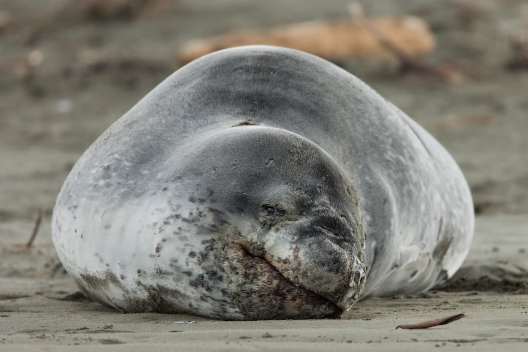 Leopard seal at a Christchurch beach. (This photo was shot with a telephoto lens, to obey the DOC advice about keeping a safe perimeter).