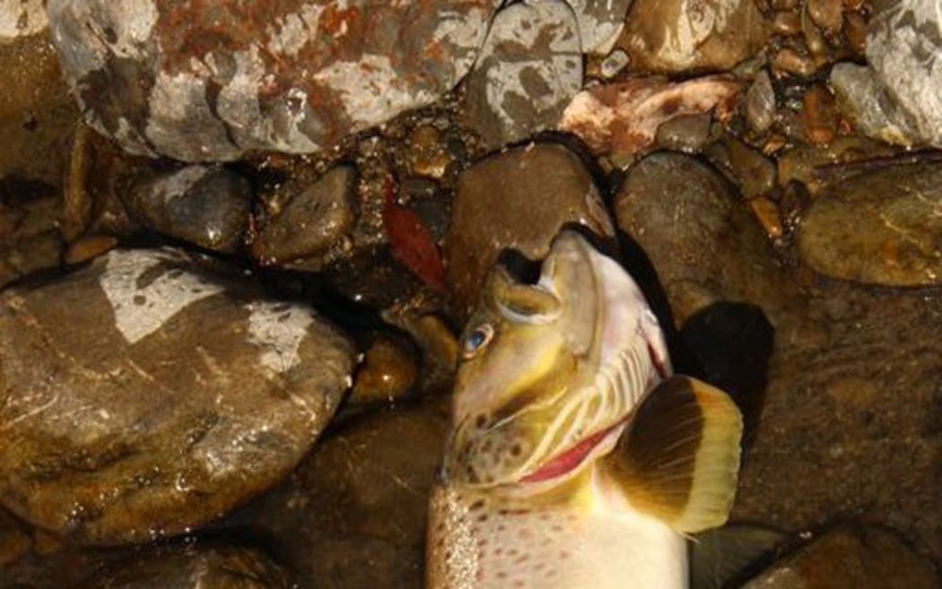 Dead Trout