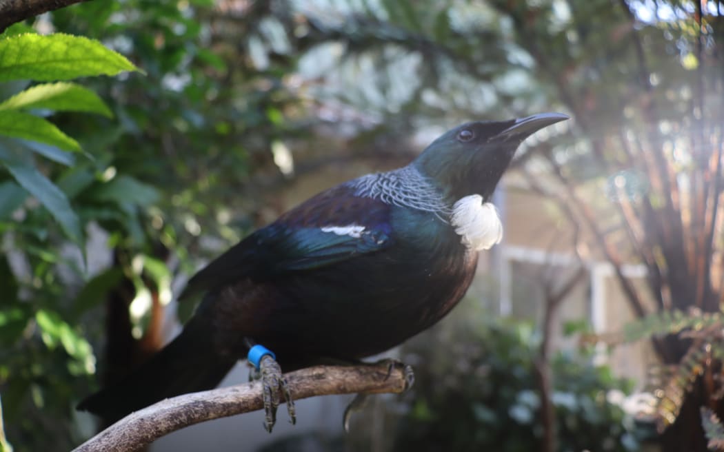 Pleakley the tūī.