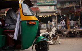 Sacred cow