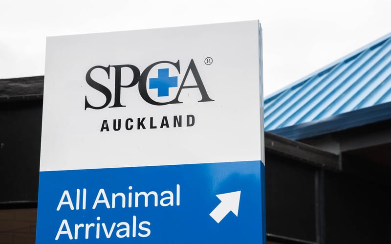 SPCA makes plea for pets to be spayed as number of animals at its ...