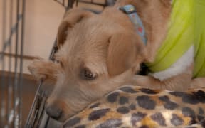 A rescued dog at the HUHA animal shelter. (screenshot)