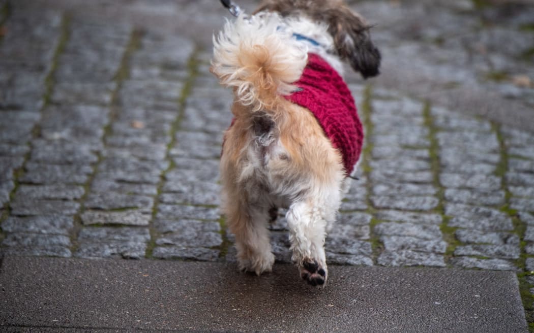 06 December 2022, Mecklenburg-Western Pomerania, Greifswald: A dog is running on a rain-soaked road. Photo: Stefan Sauer/dpa (Photo by STEFAN SAUER / DPA / dpa Picture-Alliance via AFP)
