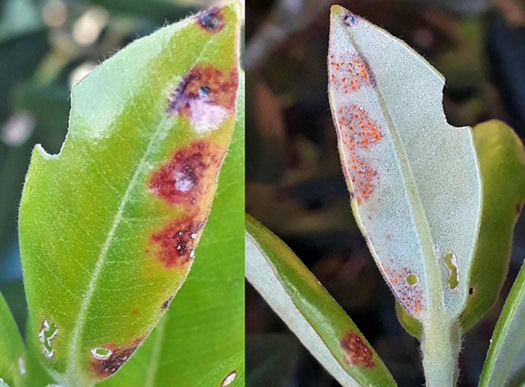 Lower and upper surface of same pōhutukawa (Metrosideros) leaf. Red/brown lesions with pustules on top; orange/yellow pustules underneath.