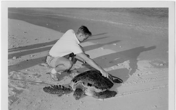 A US Atomic Energy Commission photograph from July 26, 1957 showing an individual using a Geiger counter to examine a green sea turtle for potential radioactivity in the Marshall Islands. Courtesy of the US National Archives.
