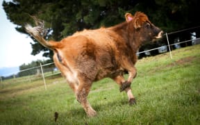 Organic Jersey heifer on a Rongotea farm.