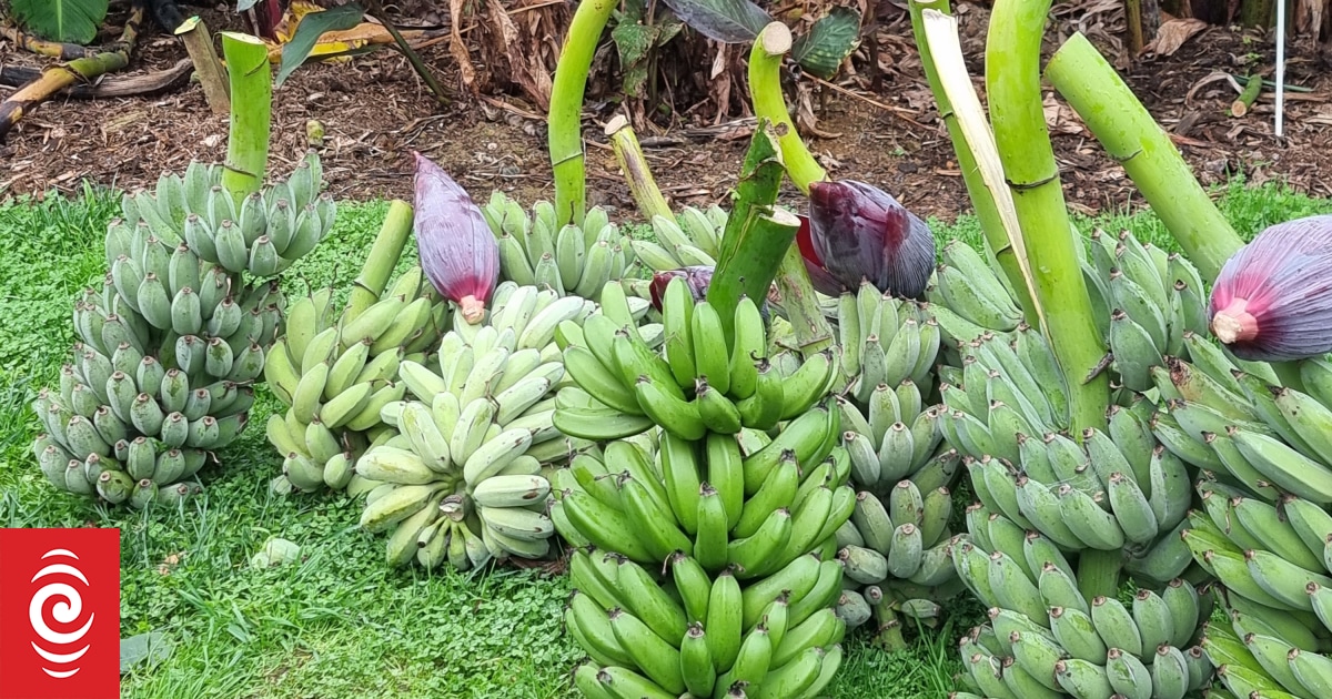 Banana 'shortage based on seasonal demand', says Dole - Vimarsana News