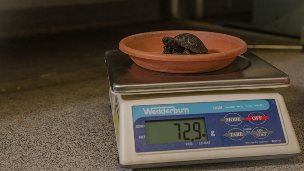 A baby Galapagos tortoise at Auckland Zoo