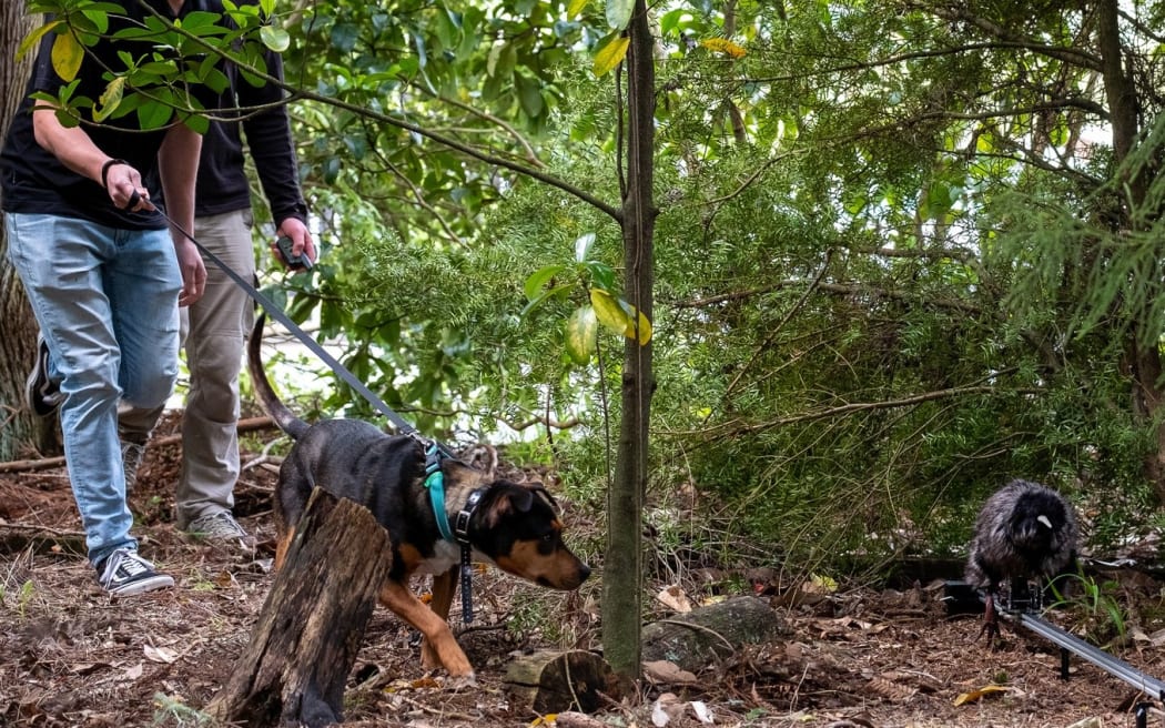 A group of Canterbury students have joined forces with National Kiwi Hatchery in Rotorua to develop a new tool - the robo kiwi - that discourages dogs from attacking and killing the national bird.