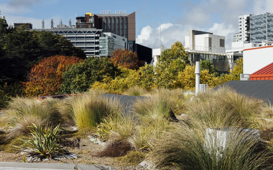 Living roof project could provide green shoots for Auckland's concrete jungle.
