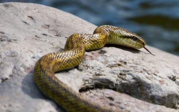 The snake found at the North Shore used car yard was a Japanese rat snake like this one.