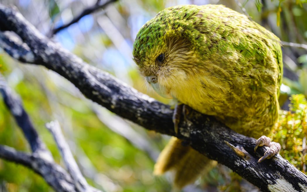 A full portrait of a kākāpō standing on a small branch. It's claws are gripping the branch. The blurred background has more branches and greenery in it.