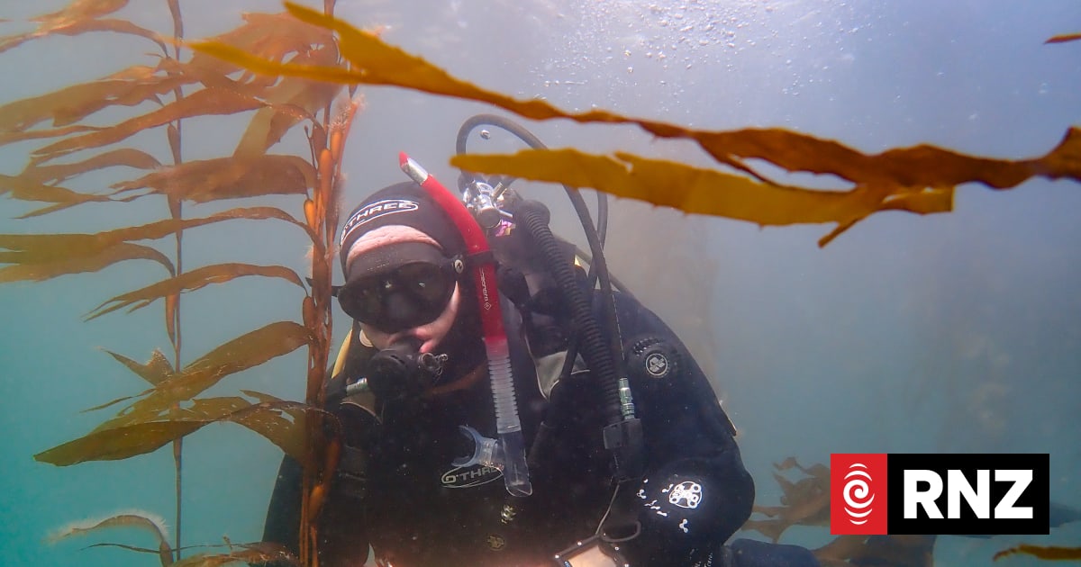 Marine biologist fears effects of increasing carbon dioxide levels on sealife