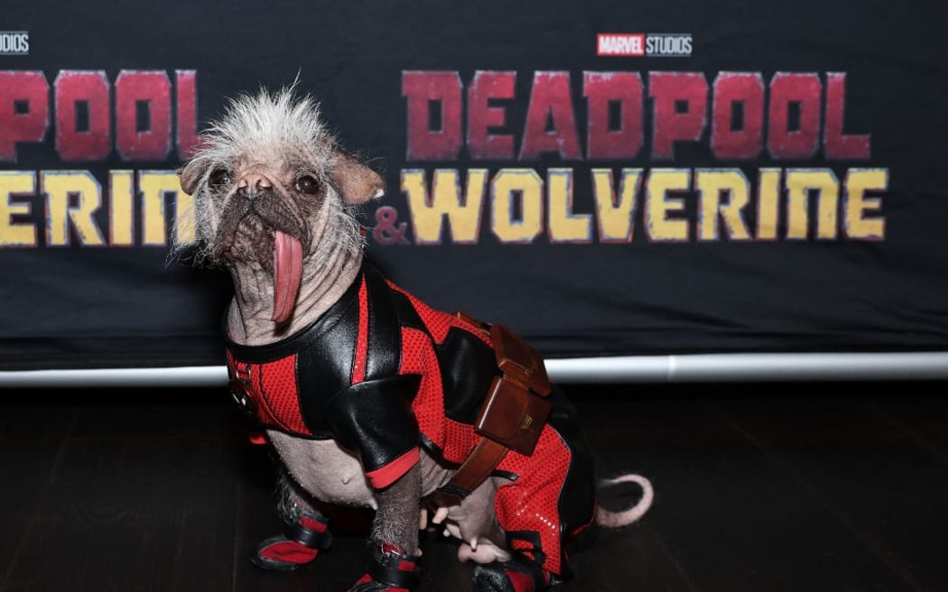 NEW YORK, NEW YORK - JULY 24: Peggy the dog attends the Deadpool & Wolverine Special Screening Hosted by Dogpool at iPic Fulton Market on July 24, 2024 in New York City.   Jamie McCarthy/Getty Images for Disney/AFP (Photo by Jamie McCarthy / GETTY IMAGES NORTH AMERICA / Getty Images via AFP)