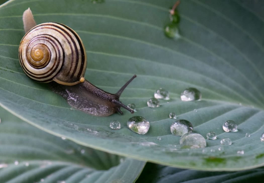 20 May 2019, Hessen, Frankfurt/Main: A garden snail crawls over a leaf covered with raindrops. In the coming days, May should continue to show its cool and rainy side.