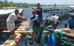 Marshall Islands harvesting of moi or threatfin